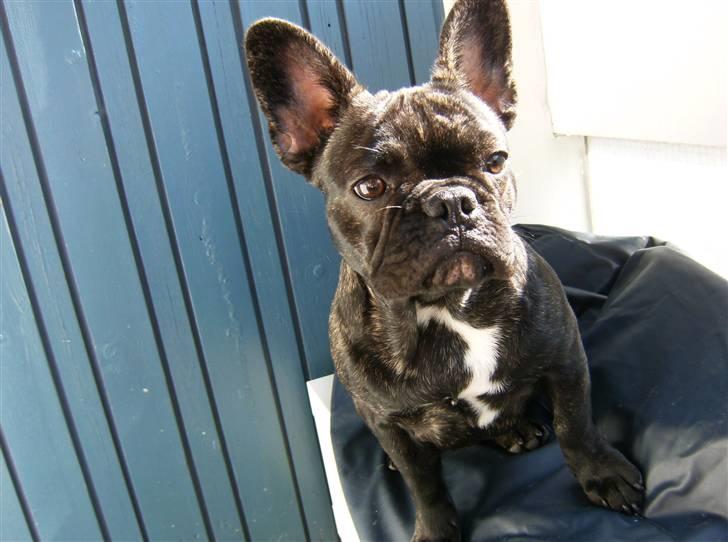 Fransk bulldog Bella billede 17