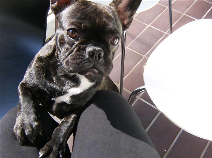 Fransk bulldog Bella - Tag mig dog op mor.. billede 18
