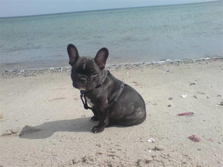 Fransk bulldog Spike Bouledogue Français - Sidder lige og slapper lidt af her på stranden billede 6