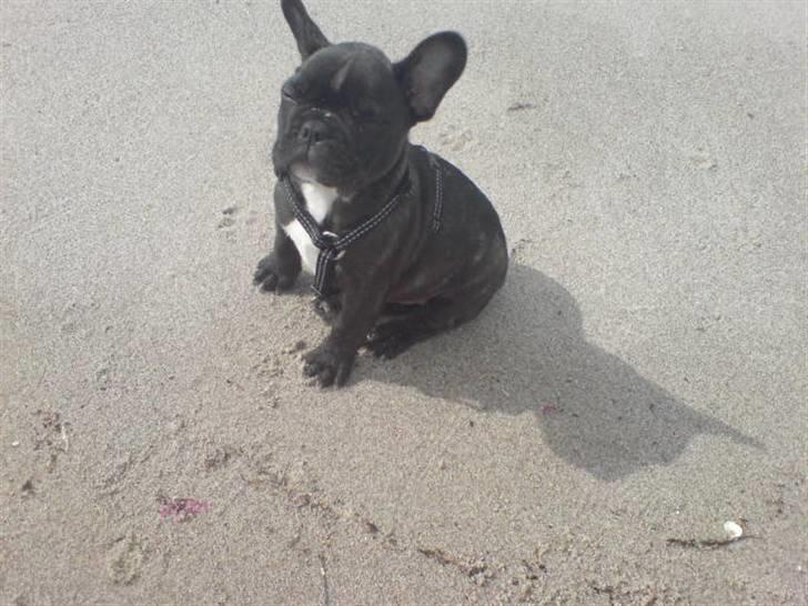 Fransk bulldog Spike Bouledogue Français - Den sol er altså skarp nogle der har nogle solbriller billede 7