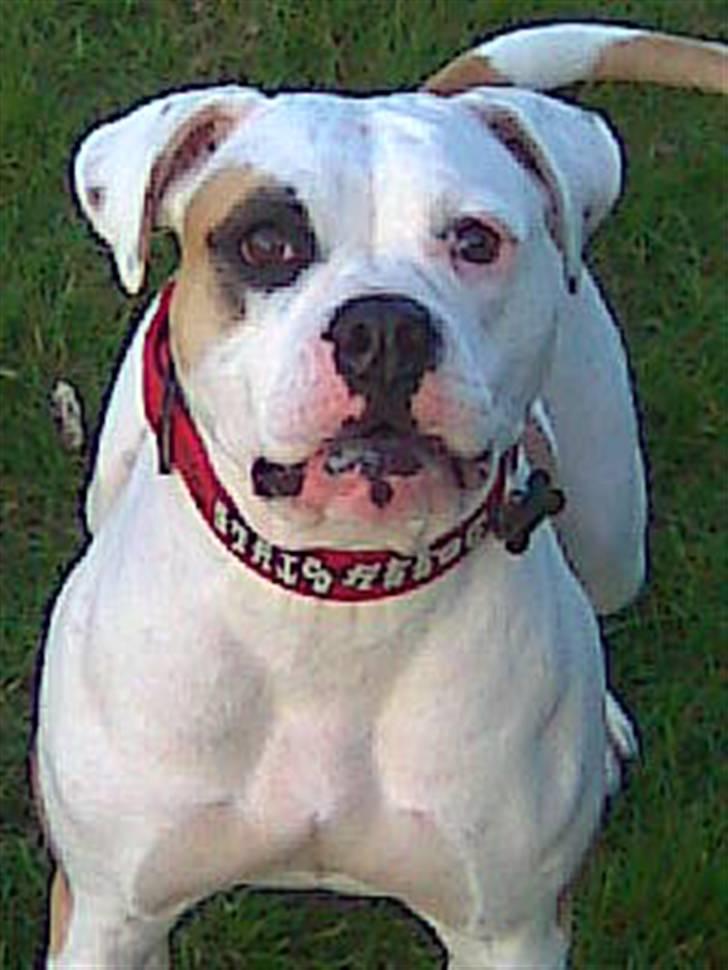 Amerikansk bulldog Lucy Lui billede 1