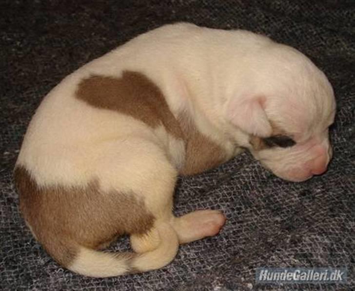 Amerikansk bulldog Lucy Lui billede 2