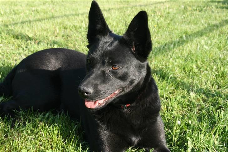 Australsk kelpie Sophie - Min smukke Sophie.. :j billede 1