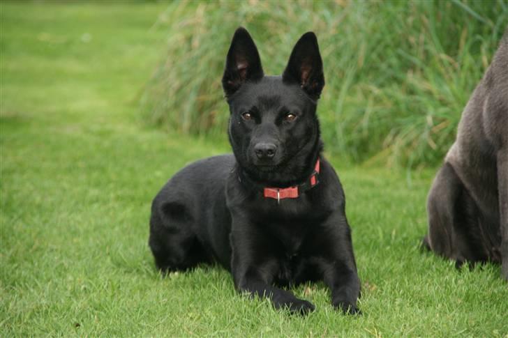 Australsk kelpie Sophie - Sophie´s dejlige store ører :) billede 2