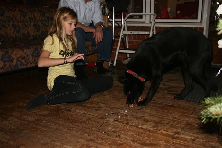 Australsk kelpie Sophie - Sophie pakker sin gave op juleaften ;] (Jeg hjælper hende lidt) billede 4