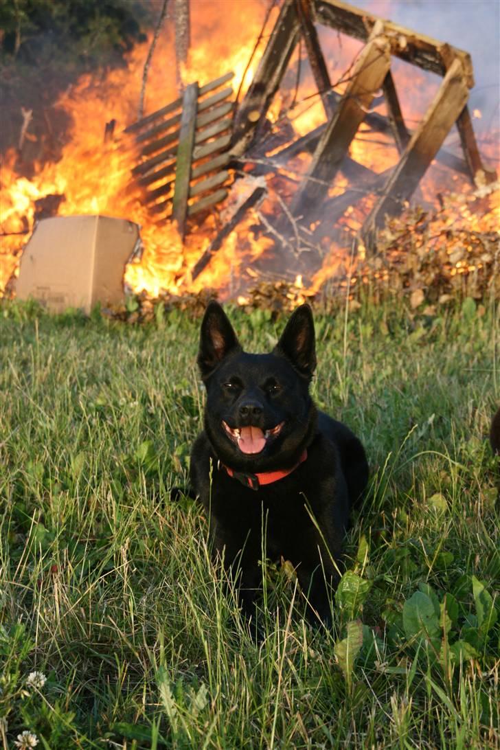 Australsk kelpie Sophie - Min ild-hund Sophie! billede 5