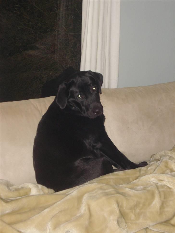 Labrador retriever Asta - Hmm, her sidder man nu meget godt.. billede 9