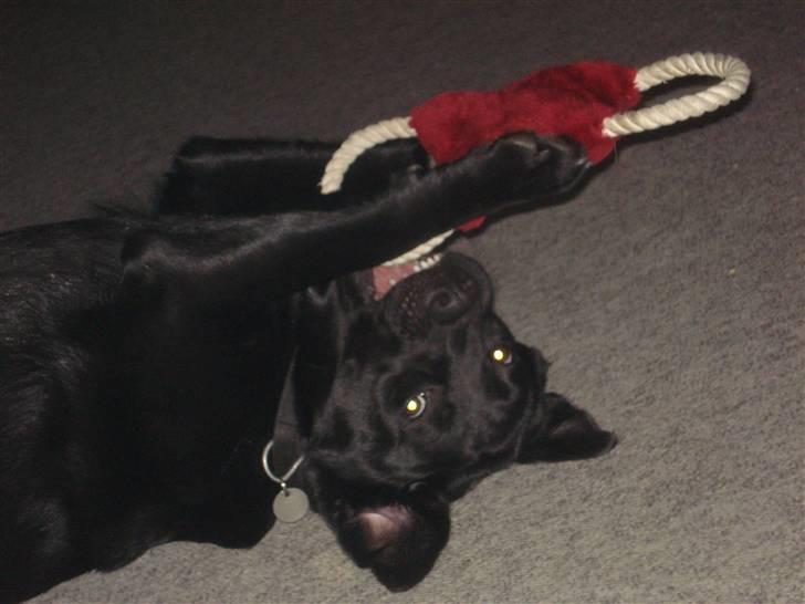 Labrador retriever Asta - Asta ligger og leger. billede 10