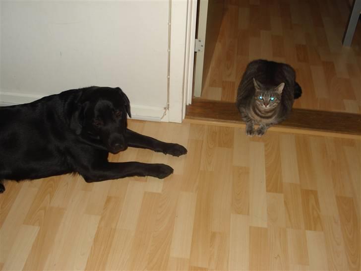 Labrador retriever Asta - Asta syntes nu Hilda er meget sød, selvom hun ikke helt vil snakke med hende. billede 11