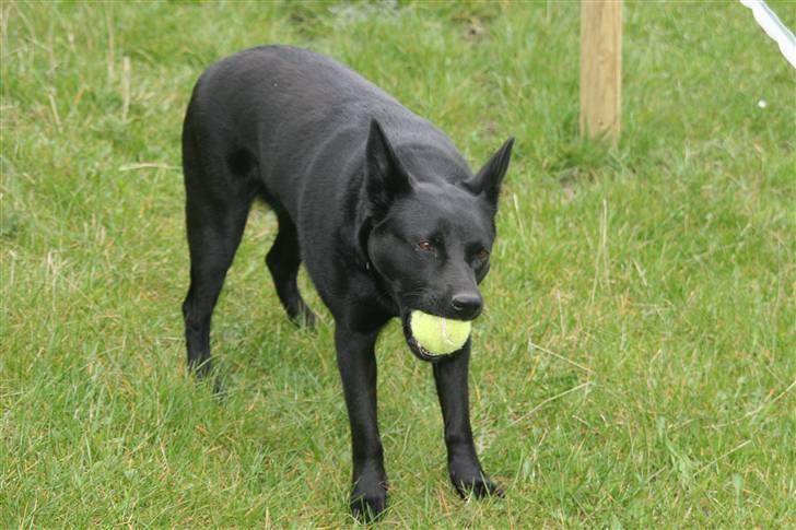 Australsk kelpie Sophie - Sophie med sin elskede bold! billede 6