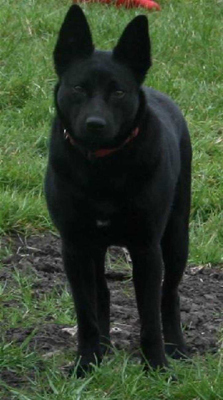 Australsk kelpie Sophie - So Pretty! billede 7