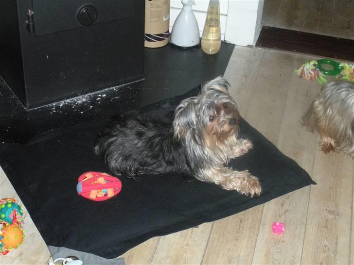 Yorkshire terrier pearly billede 12