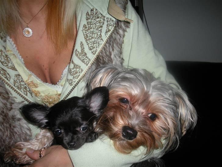 Yorkshire terrier pearly billede 14