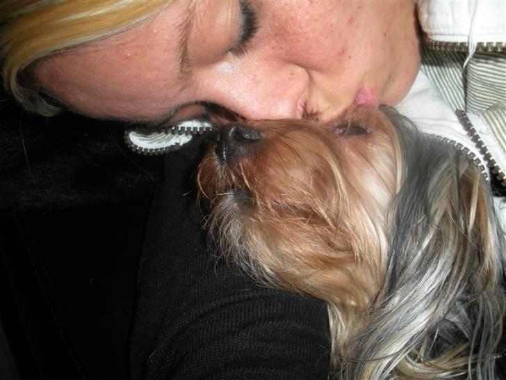 Yorkshire terrier pearly billede 15