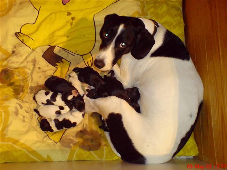 Blanding af racer BESSI  - den stolte mor billede 7