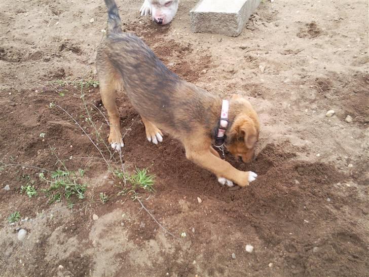 Blanding af racer R.I.P Holly billede 1