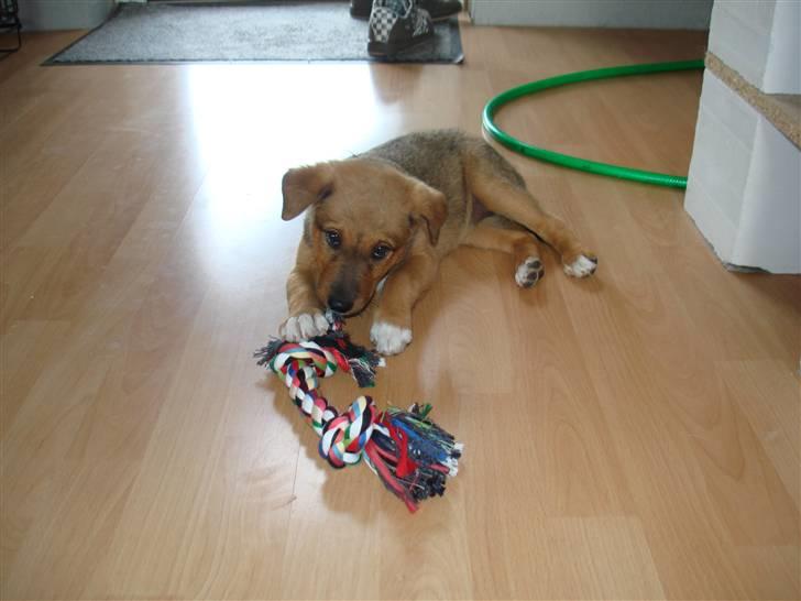 Blanding af racer R.I.P Holly billede 2