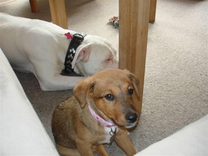 Blanding af racer R.I.P Holly billede 4