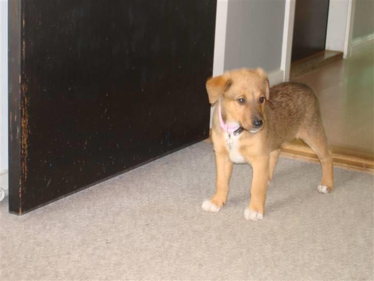 Blanding af racer R.I.P Holly billede 5