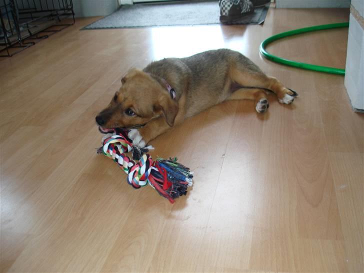 Blanding af racer R.I.P Holly billede 6