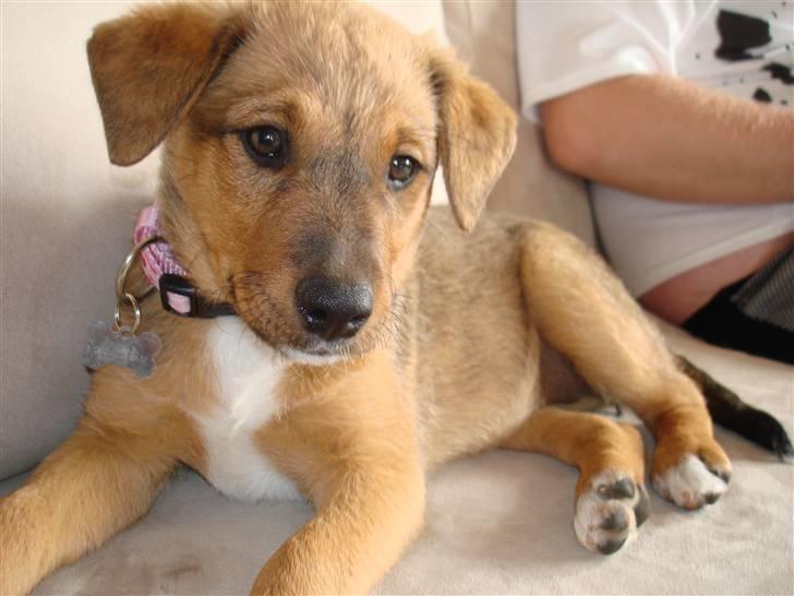 Blanding af racer R.I.P Holly billede 7