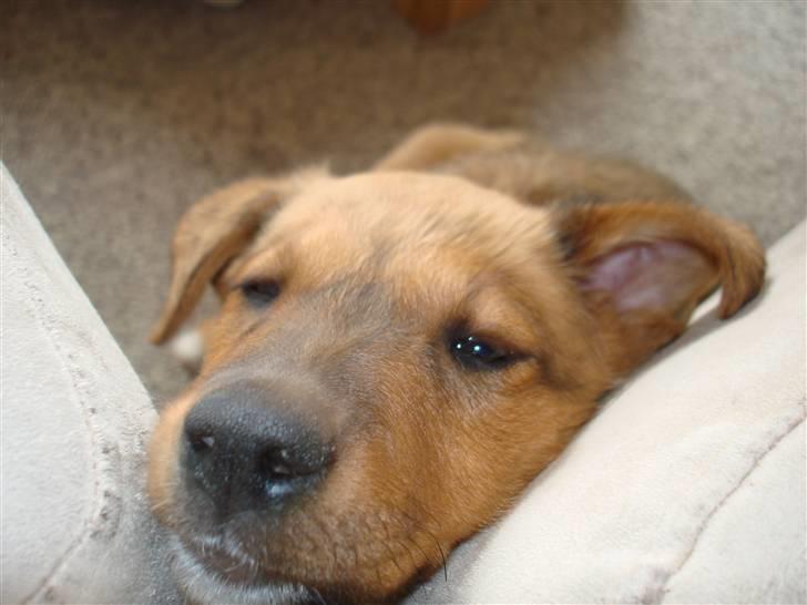 Blanding af racer R.I.P Holly billede 8