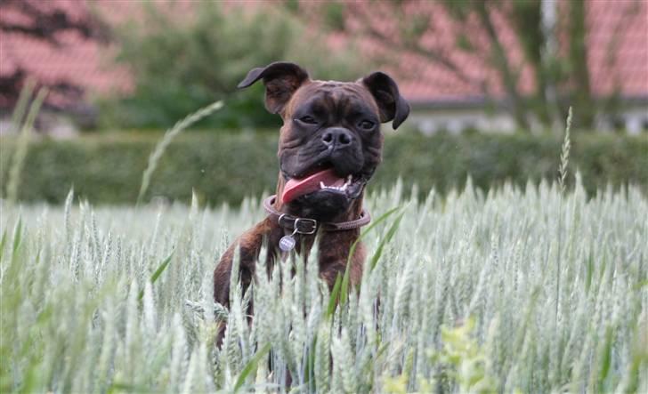 Boxer Kennel Keni's Kia - SMUKSAK! billede 1