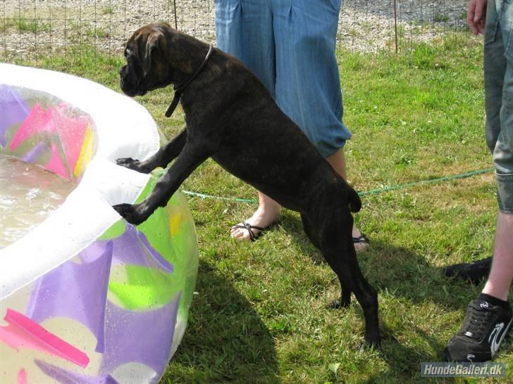 Boxer Kennel Keni's Kia - hva er dog det?  billede 5