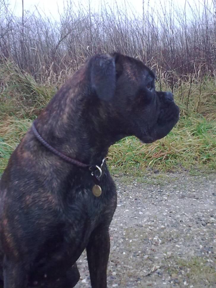 Boxer Kennel Keni's Kia - efter en tur i hundeskoven og der var ikke længere vand i en eneste vandpyt! billede 6