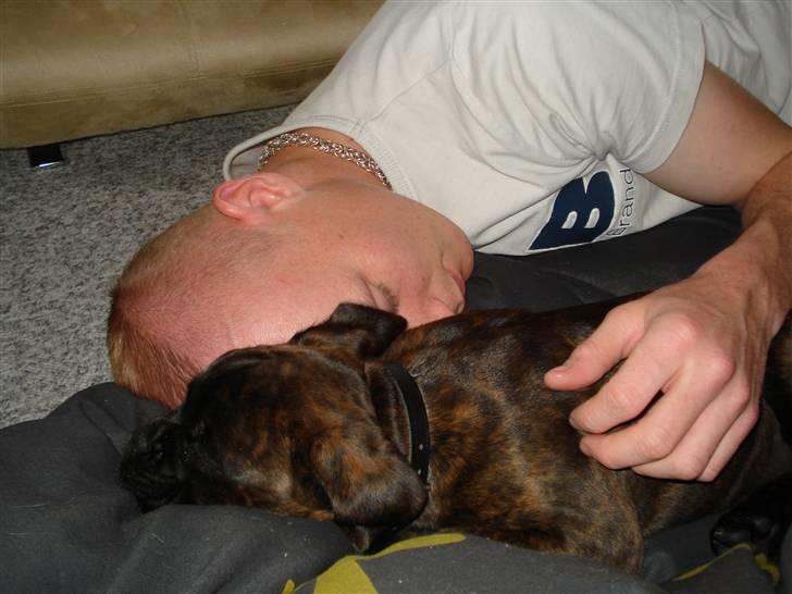 Boxer Kennel Keni's Kia - Putter lige med farmand.. dejligt han gider være på gulvet når jeg nu ik må være i sengen  billede 7