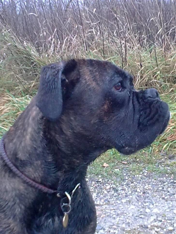 Boxer Kennel Keni's Kia - hendes flotte hoved.. en smule beskidt og våd:P billede 8