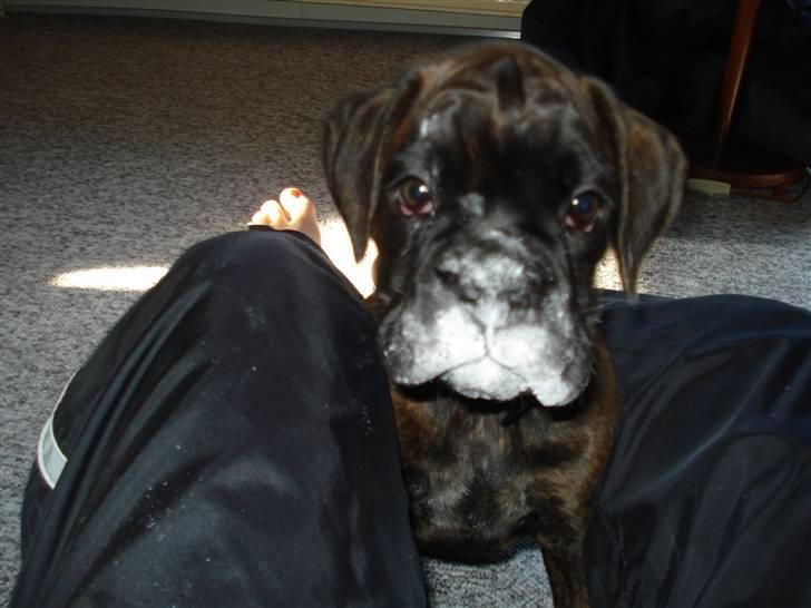 Boxer Kennel Keni's Kia - Kartoffelmel..Nammer.. og så sku i se gulvet har fint lavet pote aftryk.. billede 9