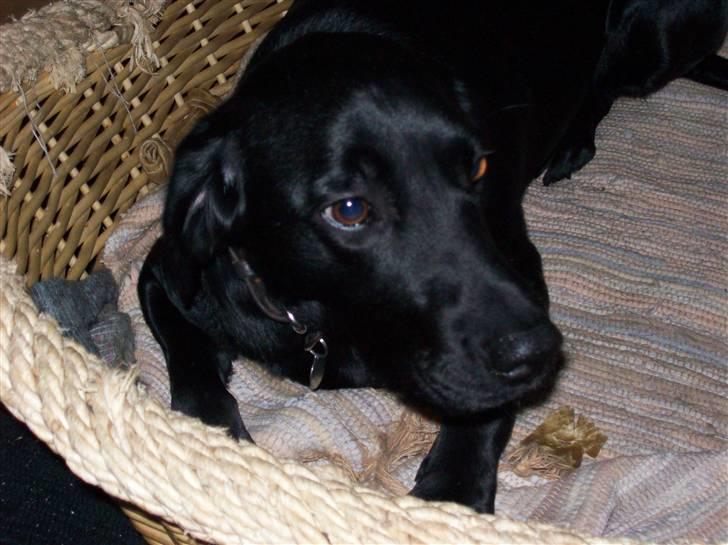 Labrador retriever Tilde billede 14