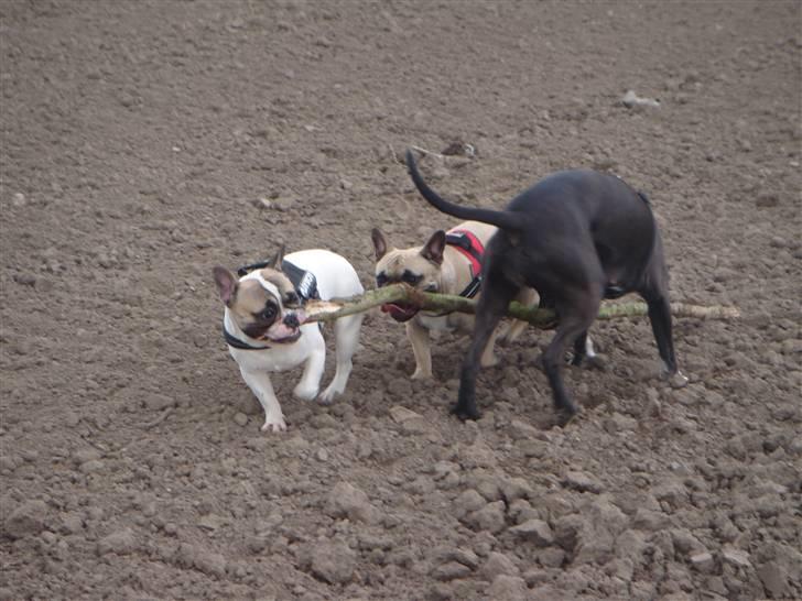 Fransk bulldog - Nuggi - Nuggi leger med Fie (fransk bulldog) og Tess (Amstaff) billede 2