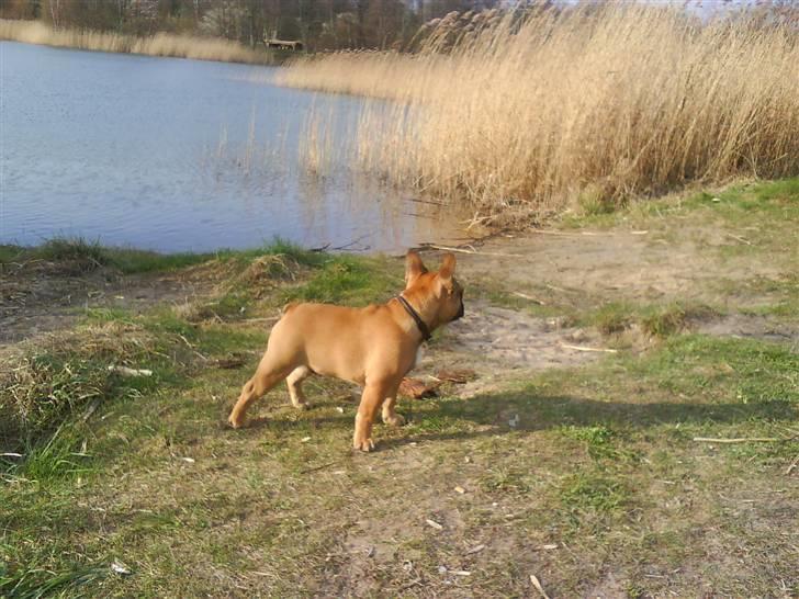 Fransk bulldog Oscar  billede 8