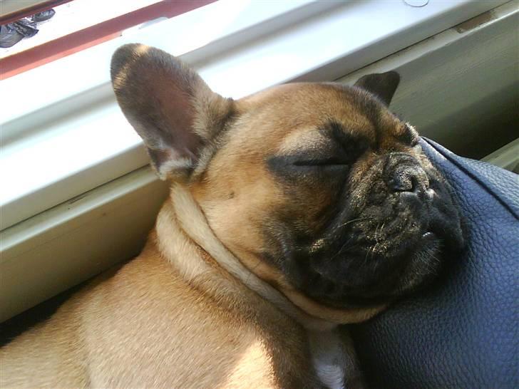 Fransk bulldog Oscar  - Da jeg var lille, sov jeg i min kurv i vindueskarmen billede 9