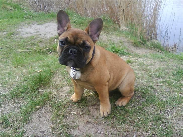 Fransk bulldog Oscar  - Ved søen billede 10