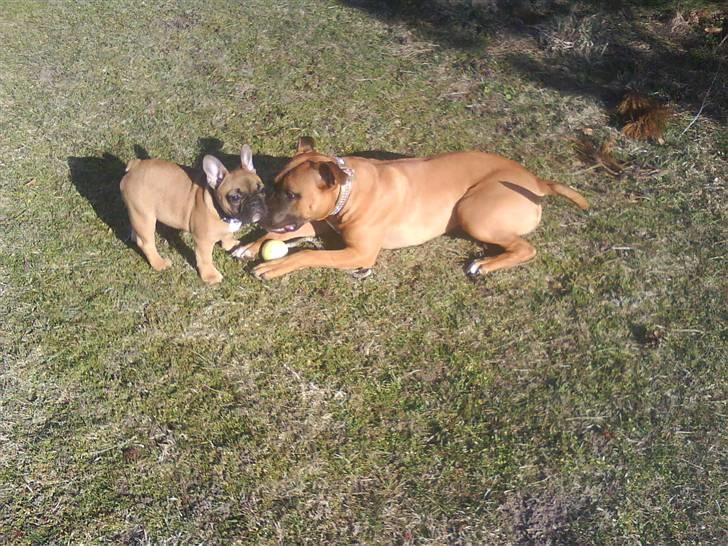 Fransk bulldog Oscar  - Oscar sammen med sin gode veninde Shiva <3 billede 11