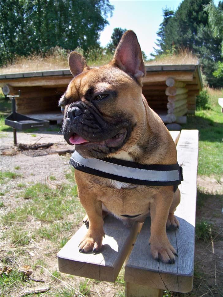 Fransk bulldog Oscar  - Såååå varmt... billede 12