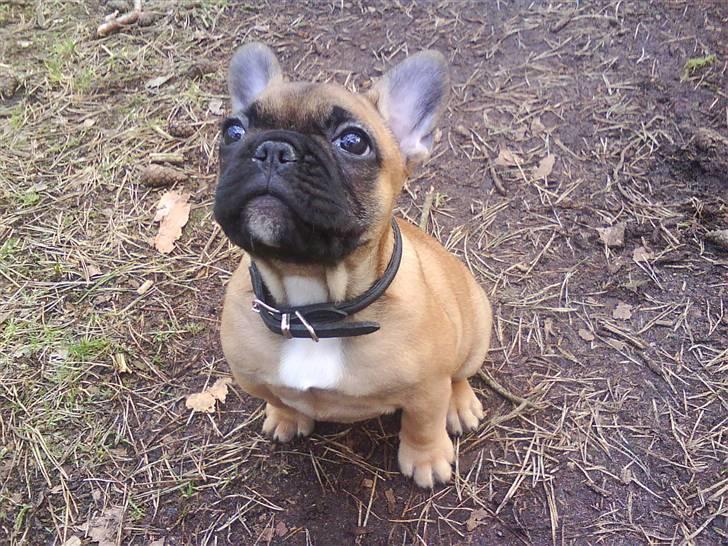 Fransk bulldog Oscar  - Sidder jeg ikke pænt? billede 14