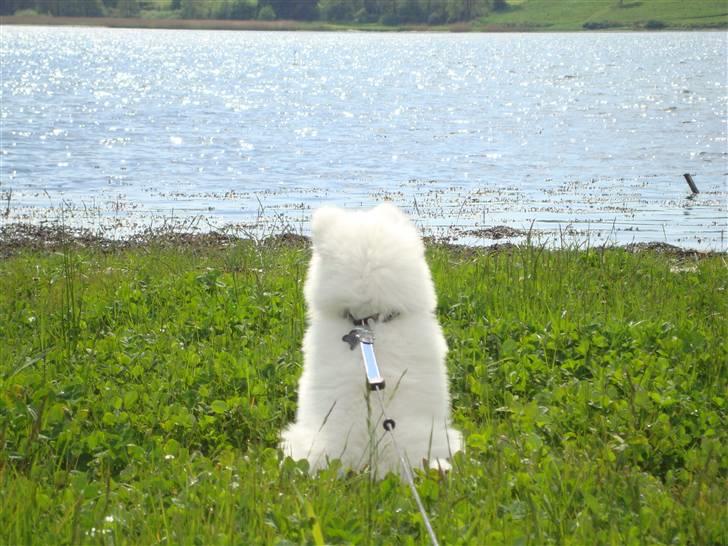 Samojedhund Kiak´Qato of Aslan Lo-Key - Lo-key holder godt øje med mågen, som flyver i horisonten (10 uger) billede 5