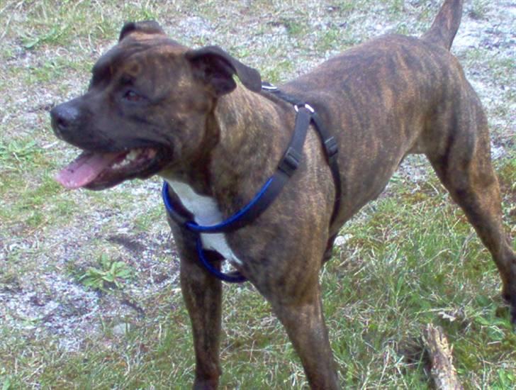 Amerikansk staffordshire terrier tajson billede 5