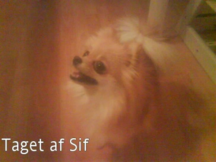 Pomeranian molly ( pomse ) - molly tigger slet ikke  billede 1