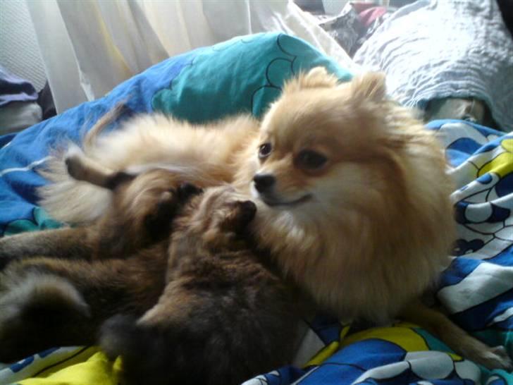 Pomeranian molly ( pomse ) - med sine hvaper billede 2