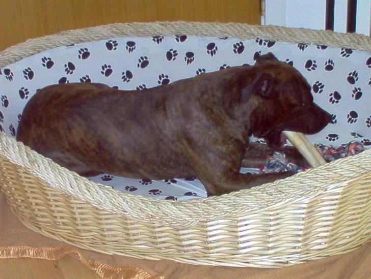 Amerikansk staffordshire terrier tajson billede 7