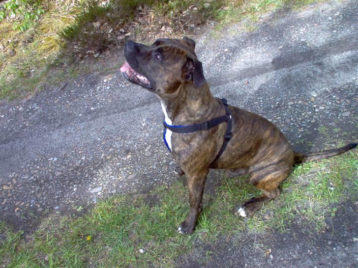 Amerikansk staffordshire terrier tajson billede 8