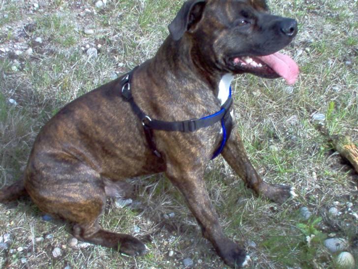 Amerikansk staffordshire terrier tajson billede 9