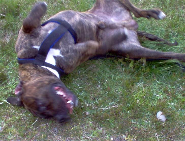 Amerikansk staffordshire terrier tajson billede 10