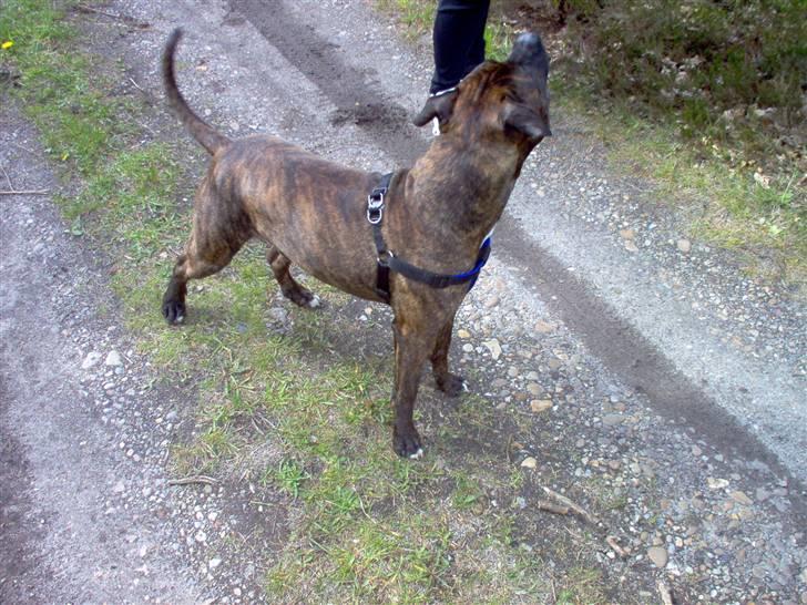 Amerikansk staffordshire terrier tajson billede 12