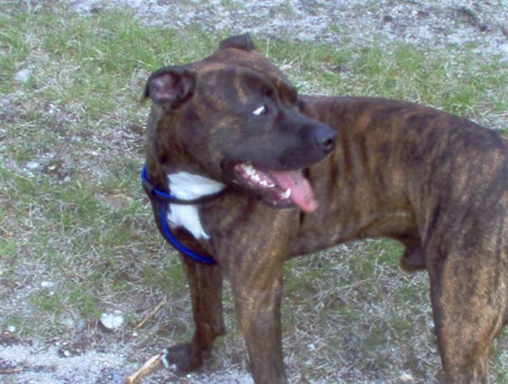 Amerikansk staffordshire terrier tajson billede 13